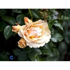 'Hansestadt Rostock'® Rosa X 'Hansestadt Rostock'® (Buketrose) A-Kvalitet,- Barrods Roser Min. 3 Grene 10 'Hansestadt Rostock'® Rosa X 'Hansestadt Rostock'® (Buketrose) A-Kvalitet,- Barrods Roser Min. 3 Grene -Plantetorvet fi4390 rosa hansastadt rostock d751