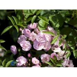 'Heavenly Pink' Rosa X 'Heavenly Pink' (Buskrose) A-Kvalitet,- Barrods Roser Min. 3 Grene 4 'Heavenly Pink' Rosa X 'Heavenly Pink' (Buskrose) A-Kvalitet,- Barrods Roser Min. 3 Grene -Plantetorvet fi4407 rosa heavenly pink 5886