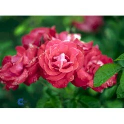 'Heidelberg'® Rosa Kordesii 'Heidelberg'® (Slyngrose) A-Kvalitet,- Barrods Roser Min. 3 Grene 6 'Heidelberg'® Rosa Kordesii 'Heidelberg'® (Slyngrose) A-Kvalitet,- Barrods Roser Min. 3 Grene -Plantetorvet fi4412 rosa heidelberg 24c4