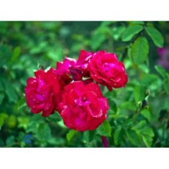 'Heidelberg'® Rosa Kordesii 'Heidelberg'® (Slyngrose) A-Kvalitet,- Barrods Roser Min. 3 Grene 7 'Heidelberg'® Rosa Kordesii 'Heidelberg'® (Slyngrose) A-Kvalitet,- Barrods Roser Min. 3 Grene -Plantetorvet fi4412 rosa heidelberg 552b