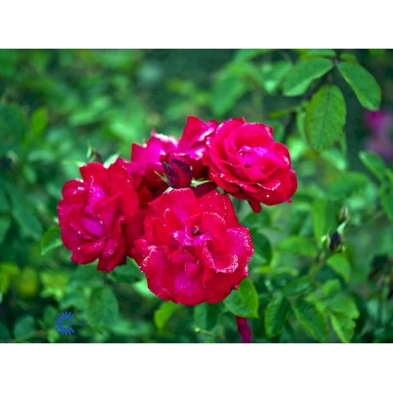 'Heidelberg'® Rosa Kordesii 'Heidelberg'® (Slyngrose) A-Kvalitet,- barrods roser min. 3 grene 'Heidelberg'® Rosa Kordesii 'Heidelberg'® (Slyngrose) A-Kvalitet,- Barrods Roser Min. 3 Grene -Plantetorvet fi4412 rosa heidelberg 552b