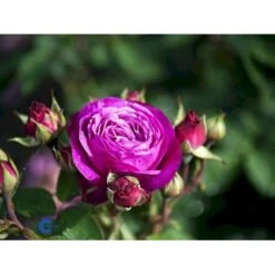 'Heidi Klum® Rose' Rosa X 'Heidi Klum® Rose' (Storblomstrende) A-Kvalitet,- Barrods Roser Min. 3 Grene 7 'Heidi Klum® Rose' Rosa X 'Heidi Klum® Rose' (Storblomstrende) A-Kvalitet,- Barrods Roser Min. 3 Grene -Plantetorvet fi4416 rosa heidi klum 8e6e