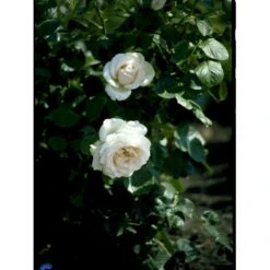 'Helena™ Renaissance'® Rosa X 'Helena™ Renaissance'® (Renaissancerose) A-Kvalitet,- Barrods Roser Min. 3 Grene 6 'Helena™ Renaissance'® Rosa X 'Helena™ Renaissance'® (Renaissancerose) A-Kvalitet,- Barrods Roser Min. 3 Grene -Plantetorvet fi4419 rosa helena poulna n c4e6