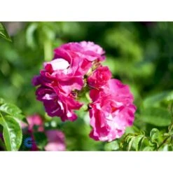 'Henry Kelsey' Rosa Kordesii 'Henry Kelsey' (Slyngrose) A-Kvalitet,- Barrods Roser Min. 3 Grene -Plantetorvet fi4423 rosa henry kelsey b5f1