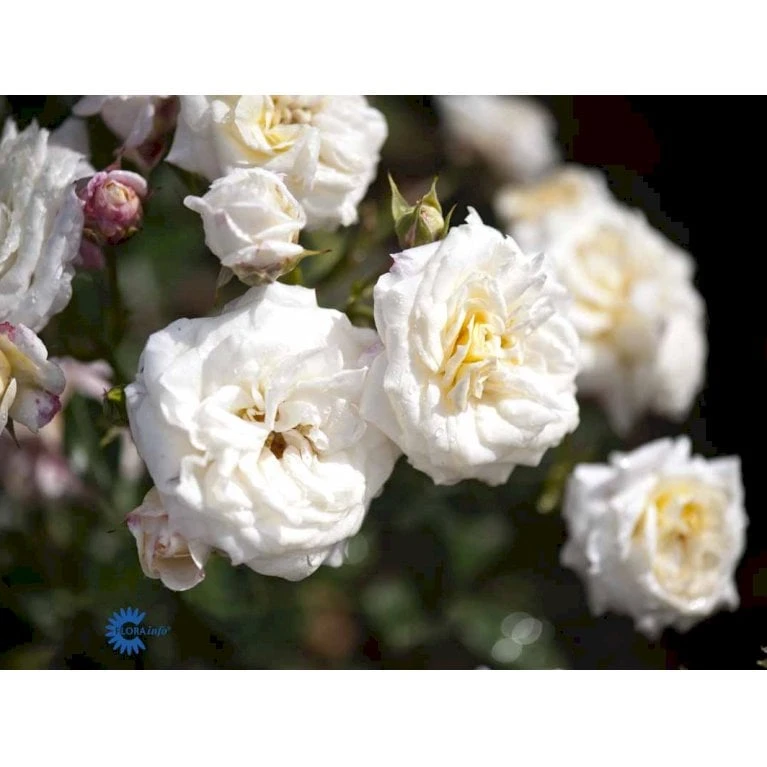 'Honeymilk'® Rosa X 'Honeymilk'® (Bunddækkerose) A-Kvalitet,- barrods roser min. 3 grene 'Honeymilk'® Rosa X 'Honeymilk'® (Bunddækkerose) A-Kvalitet,- Barrods Roser Min. 3 Grene -Plantetorvet fi4432 rosa honeymilk 7d67