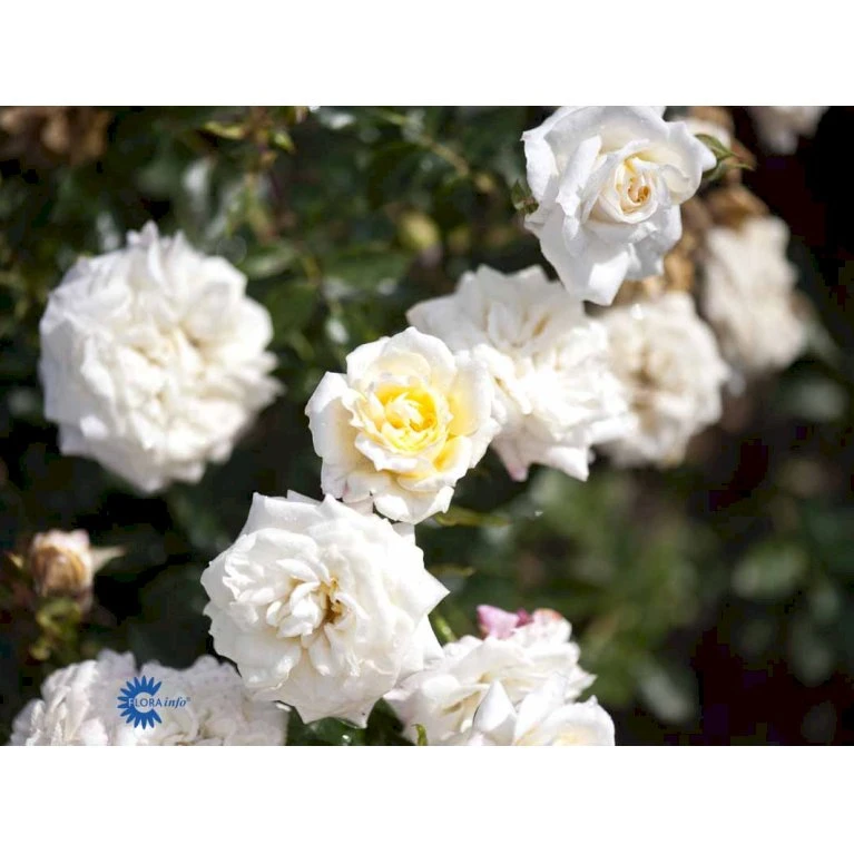 'Honeymilk'® Rosa X 'Honeymilk'® (Bunddækkerose) A-Kvalitet,- barrods roser min. 3 grene 'Honeymilk'® Rosa X 'Honeymilk'® (Bunddækkerose) A-Kvalitet,- Barrods Roser Min. 3 Grene -Plantetorvet fi4432 rosa honeymilk cc44