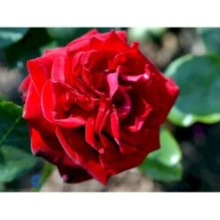 'Ingrid Bergman'® Rosa X 'Ingrid Bergman'® (Storblomstrende) A-Kvalitet,- Barrods Roser Min. 3 Grene 15 'Ingrid Bergman'® Rosa X 'Ingrid Bergman'® (Storblomstrende) A-Kvalitet,- Barrods Roser Min. 3 Grene -Plantetorvet fi4449 rosa ingrid bergman poulman n 9c2d