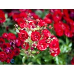 'Intense Cover'® Rosa X 'Intense Cover'® (Bunddækkerose) A-Kvalitet,- Barrods Roser Min. 3 Grene -Plantetorvet fi4451 rosa intense cover poultw001 n e6e2