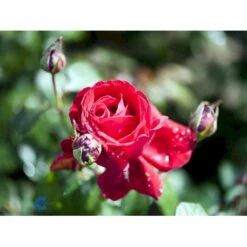 'Isabella Rossellini'™ Rosa X 'Isabella Rossellini'™ (Storblomstrende) A-Kvalitet,- Barrods Roser Min. 3 Grene 6 'Isabella Rossellini'™ Rosa X 'Isabella Rossellini'™ (Storblomstrende) A-Kvalitet,- Barrods Roser Min. 3 Grene -Plantetorvet fi4464 rosa isabella rossillini poulht006 n 9557