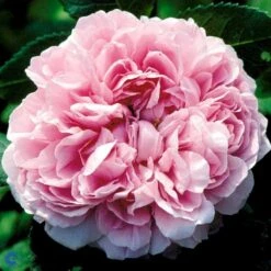 'Jacques Cartier' Rosa Portlandica 'Jacques Cartier' (Portlandrose) A-Kvalitet,- Barrods Roser Min. 3 Grene -Plantetorvet fi4472 rosa jacques cartier 1904