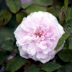 'Jacques Cartier' Rosa Portlandica 'Jacques Cartier' (Portlandrose) A-Kvalitet,- Barrods Roser Min. 3 Grene -Plantetorvet fi4472 rosa jacques cartier 79c8