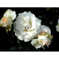 'José Carreras'™ Rosa X 'José Carreras'™ (Storblomstrende) A-Kvalitet,- Barrods Roser Min. 3 Grene -Plantetorvet fi4492 rosa jose carreras poulnew n 9b5b