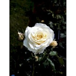'José Carreras'™ Rosa X 'José Carreras'™ (Storblomstrende) A-Kvalitet,- Barrods Roser Min. 3 Grene -Plantetorvet fi4492 rosa jose carreras poulnew n ac58