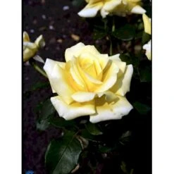'Kaj Munk'™ Rosa X 'Kaj Munk'™ (storblomstrende) A-Kvalitet,- Barrods Roser Min. 3 Grene -Plantetorvet fi4505 rosa kaj munk pouldunk n 89b9