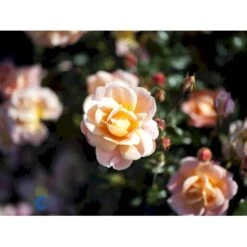 'Kalmar'™ Rosa X 'Kalmar'™ (Slotsrose) A-Kvalitet,- Barrods Roser Min. 3 Grene -Plantetorvet fi4507 rosa kalmar poulkalm n 2ce9