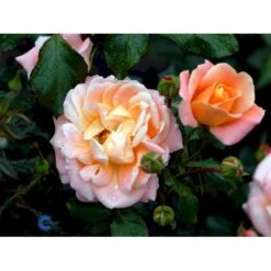 'Kalmar'™ Rosa X 'Kalmar'™ (Slotsrose) A-Kvalitet,- Barrods Roser Min. 3 Grene -Plantetorvet fi4507 rosa kalmar poulkalm n b655