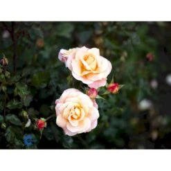 'Kalmar'™ Rosa X 'Kalmar'™ (Slotsrose) A-Kvalitet,- Barrods Roser Min. 3 Grene -Plantetorvet fi4507 rosa kalmar poulkalm n dfed