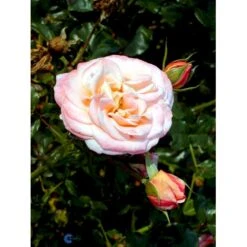 'Kalmar'™ Rosa X 'Kalmar'™ (Slotsrose) A-Kvalitet,- Barrods Roser Min. 3 Grene -Plantetorvet fi4507 rosa kalmar poulkalm n f3c6