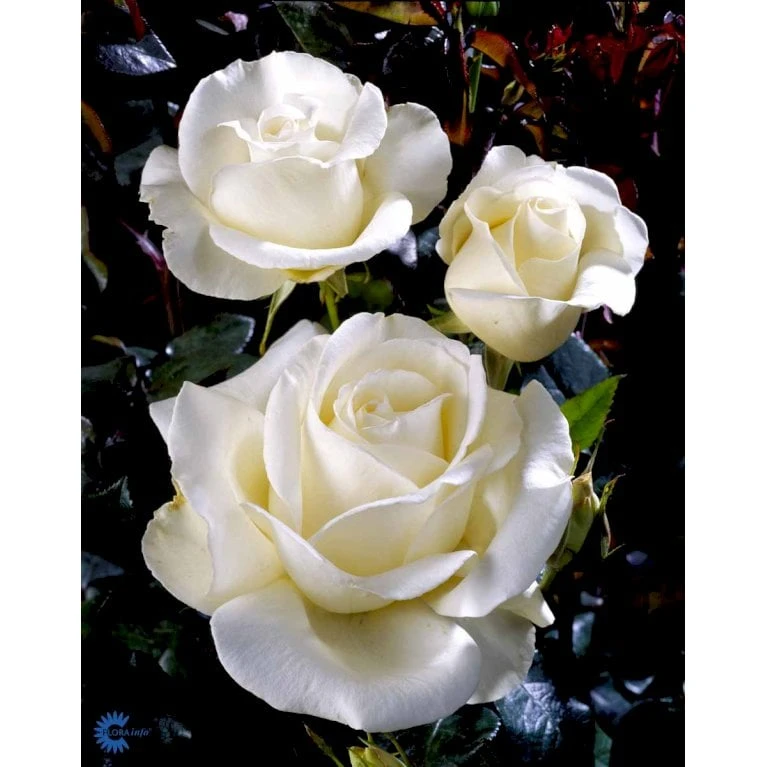 'Karen Blixen'™ Rosa X 'Karen Blixen'™ (Storblomstrende) A-Kvalitet,- barrods roser min. 3 grene 'Karen Blixen'™ Rosa X 'Karen Blixen'™ (Storblomstrende) A-Kvalitet,- Barrods Roser Min. 3 Grene -Plantetorvet fi4508 rosa karen blixen poulari n 19cf