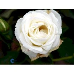 'Karen Blixen'™ Rosa X 'Karen Blixen'™ (Storblomstrende) A-Kvalitet,- Barrods Roser Min. 3 Grene 11 'Karen Blixen'™ Rosa X 'Karen Blixen'™ (Storblomstrende) A-Kvalitet,- Barrods Roser Min. 3 Grene -Plantetorvet fi4508 rosa karen blixen poulari n c535