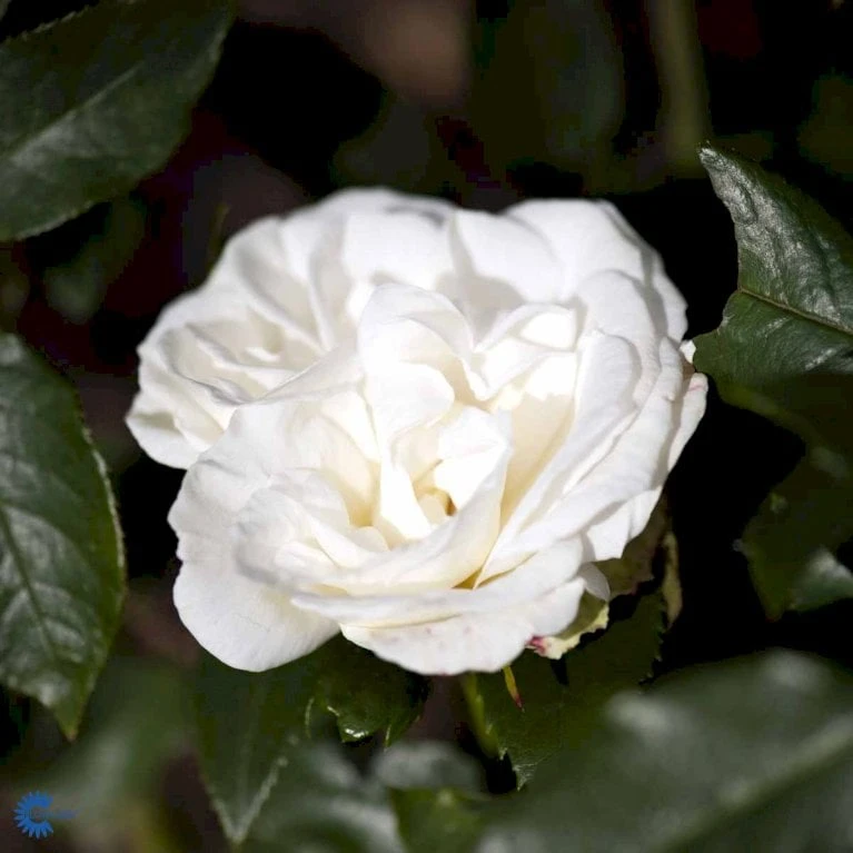 'Karen Blixen'™ Rosa X 'Karen Blixen'™ (Storblomstrende) A-Kvalitet,- barrods roser min. 3 grene 'Karen Blixen'™ Rosa X 'Karen Blixen'™ (Storblomstrende) A-Kvalitet,- Barrods Roser Min. 3 Grene -Plantetorvet fi4508 rosa karen blixen poulari n d488