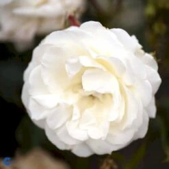 'La Paloma 85'® Rosa X 'La Paloma 85'® (Buketrose) A-Kvalitet,- Barrods Roser Min. 3 Grene 6 'La Paloma 85'® Rosa X 'La Paloma 85'® (Buketrose) A-Kvalitet,- Barrods Roser Min. 3 Grene -Plantetorvet fi4551 rosa la paloma ff0b