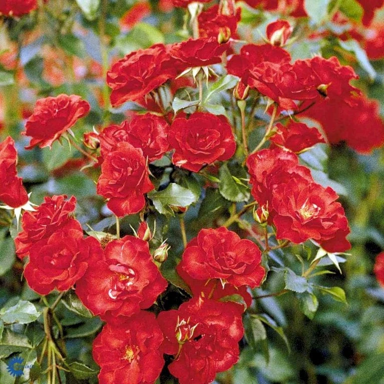 'La Sevillana' Rosa X 'La Sevillana' (Buketrose) A-Kvalitet,- barrods roser min. 3 grene 'La Sevillana' Rosa X 'La Sevillana' (Buketrose) A-Kvalitet,- Barrods Roser Min. 3 Grene -Plantetorvet fi4556 rosa la sevillana 51d5