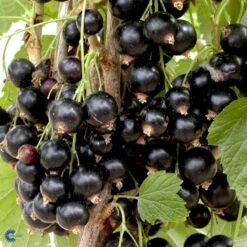 Solbær 'Titania' Ribes Nigrum 'Titania' 3,5 Liter Potte 7 Solbær 'Titania' Ribes Nigrum 'Titania' 3,5 Liter Potte -Plantetorvet fi455 ribes nigrum titania 3d5e