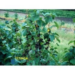 Solbær 'Titania' Ribes Nigrum 'Titania' 3,5 Liter Potte 8 Solbær 'Titania' Ribes Nigrum 'Titania' 3,5 Liter Potte -Plantetorvet fi455 ribes nigrum titania a58a