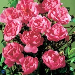 'Lavender Cover'® Rosa X 'Lavender Cover'® (Bunddækkerose) A-Kvalitet,- Barrods Roser Min. 3 Grene 7 'Lavender Cover'® Rosa X 'Lavender Cover'® (Bunddækkerose) A-Kvalitet,- Barrods Roser Min. 3 Grene -Plantetorvet fi4580 rosa lavender cover poulrust n f591