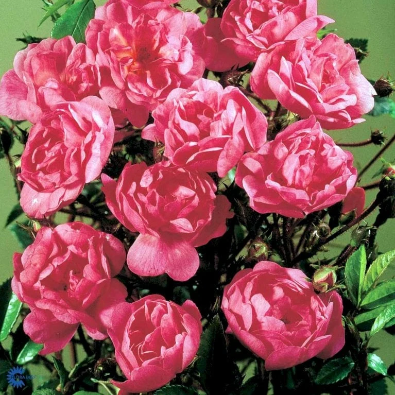 'Lavender Cover'® Rosa X 'Lavender Cover'® (Bunddækkerose) A-Kvalitet,- barrods roser min. 3 grene 'Lavender Cover'® Rosa X 'Lavender Cover'® (Bunddækkerose) A-Kvalitet,- Barrods Roser Min. 3 Grene -Plantetorvet fi4580 rosa lavender cover poulrust n f591