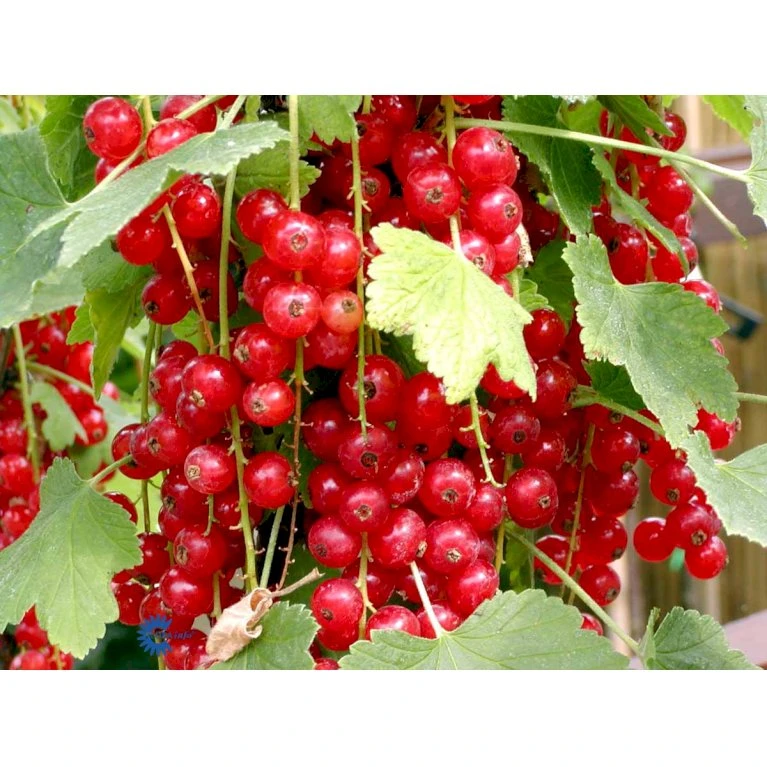 Ribs 'Jonkheer Van Tets' Ribes Rubrum 'Jonkheer Van Tets' Barrods,- 4-8 grene Ribs 'Jonkheer Van Tets' Ribes Rubrum 'Jonkheer Van Tets' Barrods,- 4-8 Grene -Plantetorvet fi458 ribes rubrum jonkheer van tets c7d5