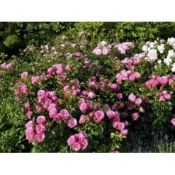 'Leonardo Da Vinci'® Rosa X 'Leonardo Da Vinci'® (Buketrose) A-Kvalitet,- Barrods Roser Min. 3 Grene 8 'Leonardo Da Vinci'® Rosa X 'Leonardo Da Vinci'® (Buketrose) A-Kvalitet,- Barrods Roser Min. 3 Grene -Plantetorvet fi4592 rosa leonardo da vinci 06be