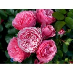 'Leonardo Da Vinci'® Rosa X 'Leonardo Da Vinci'® (Buketrose) A-Kvalitet,- Barrods Roser Min. 3 Grene 10 'Leonardo Da Vinci'® Rosa X 'Leonardo Da Vinci'® (Buketrose) A-Kvalitet,- Barrods Roser Min. 3 Grene -Plantetorvet fi4592 rosa leonardo da vinci 1e96