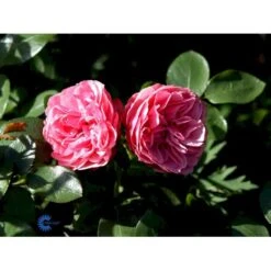 'Leonardo Da Vinci'® Rosa X 'Leonardo Da Vinci'® (Buketrose) A-Kvalitet,- Barrods Roser Min. 3 Grene 12 'Leonardo Da Vinci'® Rosa X 'Leonardo Da Vinci'® (Buketrose) A-Kvalitet,- Barrods Roser Min. 3 Grene -Plantetorvet fi4592 rosa leonardo da vinci 55ba