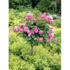 'Leonardo Da Vinci'® Rosa X 'Leonardo Da Vinci'® (Buketrose) A-Kvalitet,- Barrods Roser Min. 3 Grene 9 'Leonardo Da Vinci'® Rosa X 'Leonardo Da Vinci'® (Buketrose) A-Kvalitet,- Barrods Roser Min. 3 Grene -Plantetorvet fi4592 rosa leonardo da vinci 6510