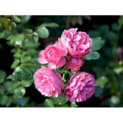 'Leonardo Da Vinci'® Rosa X 'Leonardo Da Vinci'® (Buketrose) A-Kvalitet,- Barrods Roser Min. 3 Grene 11 'Leonardo Da Vinci'® Rosa X 'Leonardo Da Vinci'® (Buketrose) A-Kvalitet,- Barrods Roser Min. 3 Grene -Plantetorvet fi4592 rosa leonardo da vinci e0f1