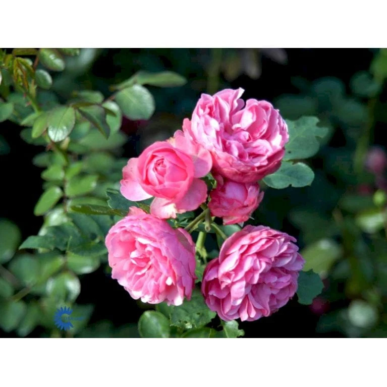 'Leonardo Da Vinci'® Rosa X 'Leonardo Da Vinci'® (Buketrose) A-Kvalitet,- barrods roser min. 3 grene 'Leonardo Da Vinci'® Rosa X 'Leonardo Da Vinci'® (Buketrose) A-Kvalitet,- Barrods Roser Min. 3 Grene -Plantetorvet fi4592 rosa leonardo da vinci e0f1