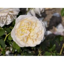 'Lichfield Angel'™ Rosa X 'Lichfield Angel'™ (Engelsk Rose) A-Kvalitet,- Barrods Roser Min. 3 Grene 7 'Lichfield Angel'™ Rosa X 'Lichfield Angel'™ (Engelsk Rose) A-Kvalitet,- Barrods Roser Min. 3 Grene -Plantetorvet fi4596 rosa lichfield angel ausrelate 8ad6