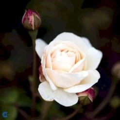 'Lichfield Angel'™ Rosa X 'Lichfield Angel'™ (Engelsk Rose) A-Kvalitet,- Barrods Roser Min. 3 Grene 8 'Lichfield Angel'™ Rosa X 'Lichfield Angel'™ (Engelsk Rose) A-Kvalitet,- Barrods Roser Min. 3 Grene -Plantetorvet fi4596 rosa lichfield angel ausrelate 9ea0