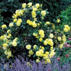 'Lichtkönigin Lucia'® Rosa X 'Lichtkönigin Lucia'® (Buketrose) A-Kvalitet,- Barrods Roser Min. 3 Grene -Plantetorvet fi4598 rosa lichtkoenigin lucia 098d