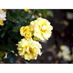 'Lichtkönigin Lucia'® Rosa X 'Lichtkönigin Lucia'® (Buketrose) A-Kvalitet,- Barrods Roser Min. 3 Grene -Plantetorvet fi4598 rosa lichtkoenigin lucia 25a2