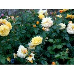 'Lichtkönigin Lucia'® Rosa X 'Lichtkönigin Lucia'® (Buketrose) A-Kvalitet,- Barrods Roser Min. 3 Grene -Plantetorvet fi4598 rosa lichtkoenigin lucia 66f8