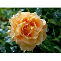 'Lichtkönigin Lucia'® Rosa X 'Lichtkönigin Lucia'® (Buketrose) A-Kvalitet,- Barrods Roser Min. 3 Grene -Plantetorvet fi4598 rosa lichtkoenigin lucia 9b5c