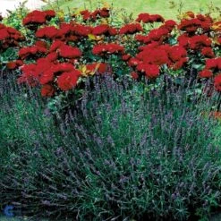 'Lilli Marleen'® Rosa X 'Lilli Marleen'® (Buketrose) A-Kvalitet,- Barrods Roser Min. 3 Grene -Plantetorvet fi4604 rosa lilli marleen 5a09