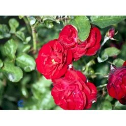'Lilli Marleen'® Rosa X 'Lilli Marleen'® (Buketrose) A-Kvalitet,- Barrods Roser Min. 3 Grene -Plantetorvet fi4604 rosa lilli marleen d9df