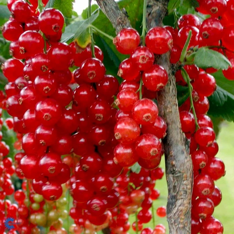 Ribs 'Rolan' Ribes Rubrum 'Rolan' 3,5 liter potte Ribs 'Rolan' Ribes Rubrum 'Rolan' 3,5 Liter Potte -Plantetorvet fi460 ribes rubrum rolan eb59