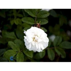 Rynket Rose 'Louise Bugnet' Rosa Rugosa 'Louise Bugnet' A-Kvalitet,- Barrods Roser Min. 3 Grene 5 Rynket Rose 'Louise Bugnet' Rosa Rugosa 'Louise Bugnet' A-Kvalitet,- Barrods Roser Min. 3 Grene -Plantetorvet fi4617 rosa louise bugnet d492