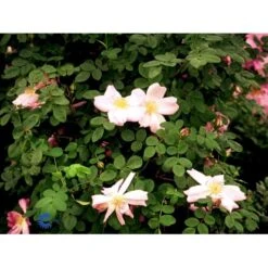 'Marguerite Hilling' Rosa Moyesii 'Marguerite Hilling' (Mandarinrose) A-Kvalitet,- Barrods Roser Min. 3 Grene -Plantetorvet fi4659 rosa marguerite hilling 6964