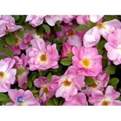 'Marguerite Hilling' Rosa Moyesii 'Marguerite Hilling' (Mandarinrose) A-Kvalitet,- Barrods Roser Min. 3 Grene -Plantetorvet fi4659 rosa marguerite hilling a342